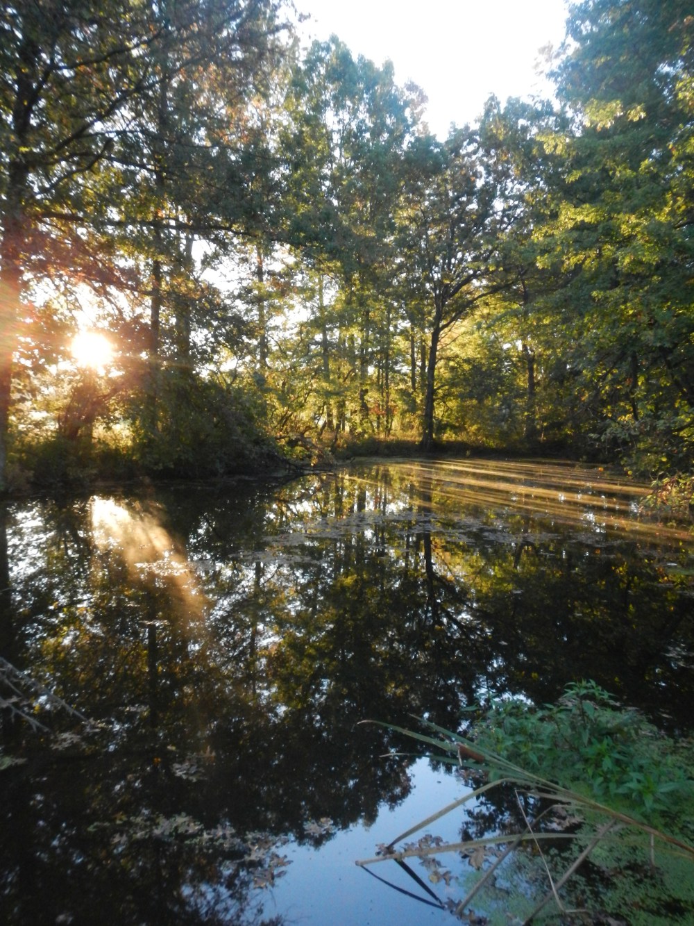 A pond at sunrise at Montgomery County Community College