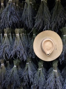 Peace Valley Lavender Farm