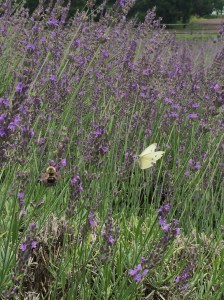 Peace Valley Lavender Farm